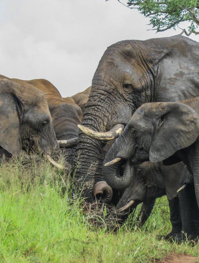 African Spirit Game Lodge Mkuze Экстерьер фото